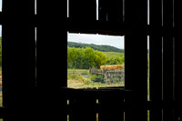 L1000099 On a farm in Point Reyes, California