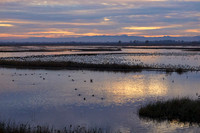 L1002475 Birds at Dusk