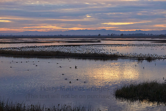 L1002475 Birds at Dusk