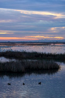 L1002485 Dusk on the Pacific Flyway