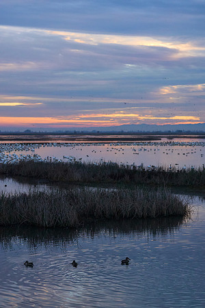 L1002485 Dusk on the Pacific Flyway