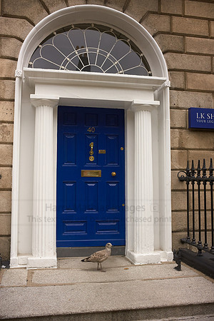 L1001324 A very Aristocratic Bird — This bird lives in Belgravia, London
