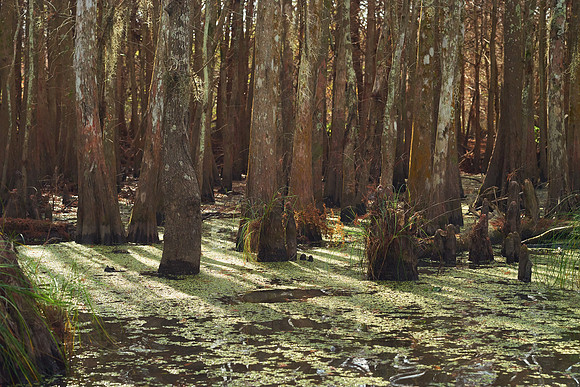 L1000270 The Bayou Backlight