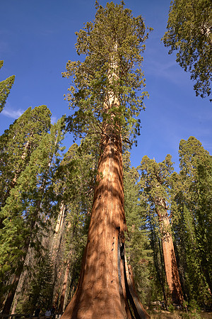 L1002621 Giant Sequoia