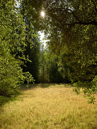 L1001023 Sunstar in the Woods