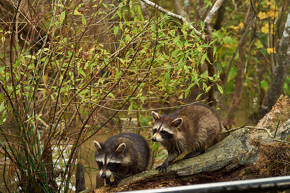 L1000228 Bayou Raccoons